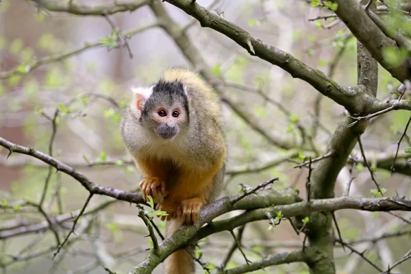Scimmia scoiattolo sull'albero — Foto Stock