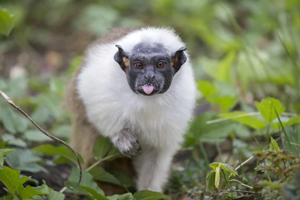 Mantel tamarin op grond — Stockfoto