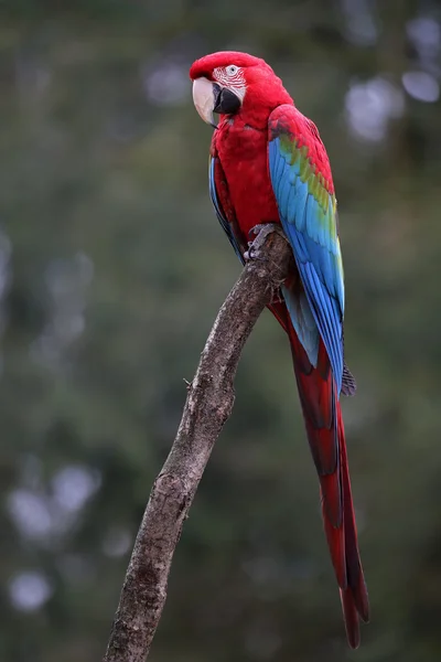 Guacamayo colorido en árbol —  Fotos de Stock