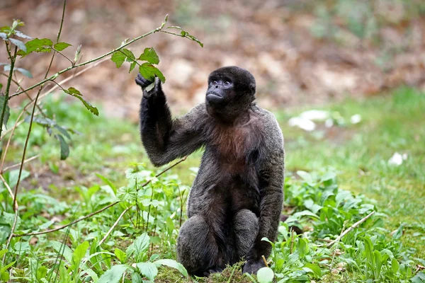 Singe laineux sur l'herbe — Photo