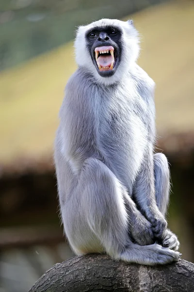 Male Hanuman langur — Stock Photo, Image