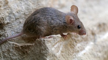 Small mouse on stone  clipart