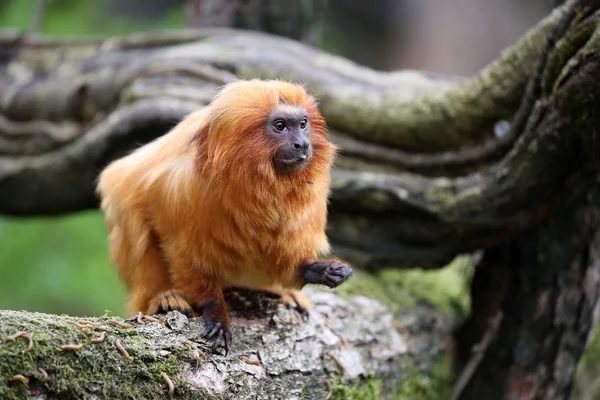 Tamarin dorado en el árbol —  Fotos de Stock