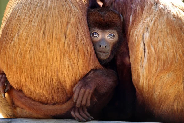 Rote Brüllaffen mit Baby — Stockfoto