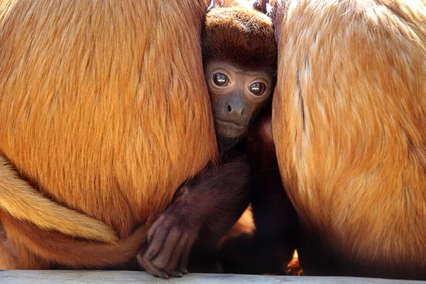 Monos aulladores rojos con bebé — Foto de Stock