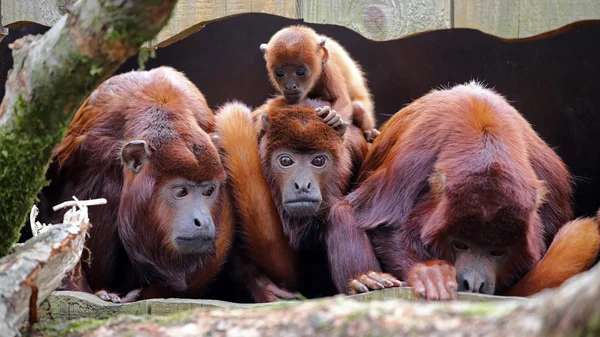 Monos aulladores rojos con bebé — Foto de Stock