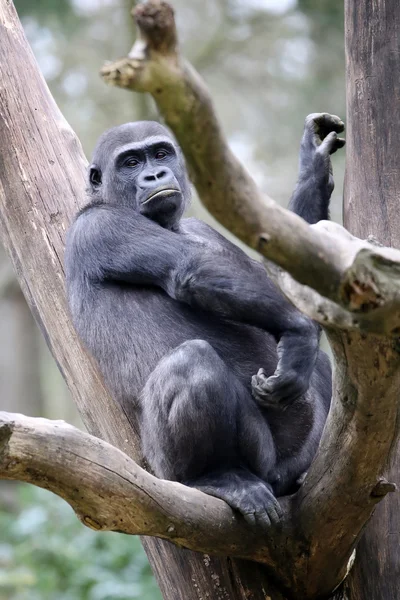 Joven gorila en rama de árbol — Foto de Stock