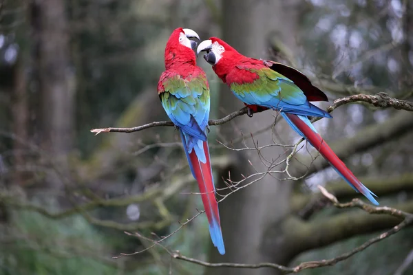 Dos guacamayos en el árbol — Foto de Stock