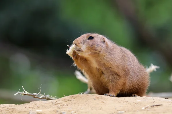 Prairie dog on the ground — Stock Photo, Image