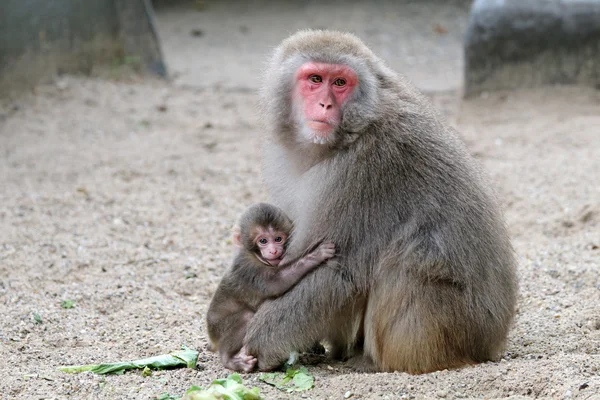 Японская обезьянка с ребенком — стоковое фото