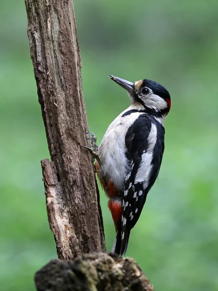 Pica-pau no galho da árvore — Fotografia de Stock