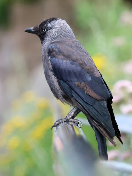 Negro jackdaw pájaro — Foto de Stock