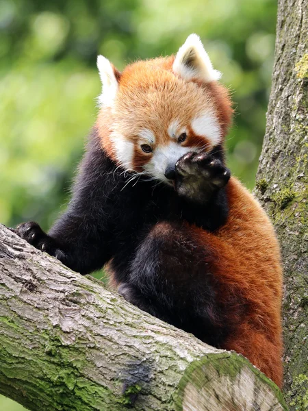 Panda vermelho na árvore — Fotografia de Stock