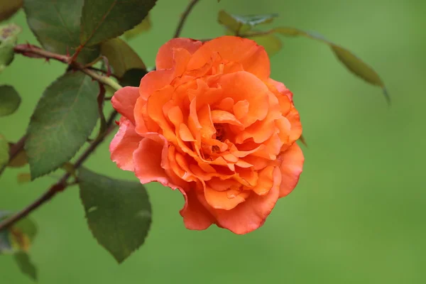 Laranja rosa flor — Fotografia de Stock