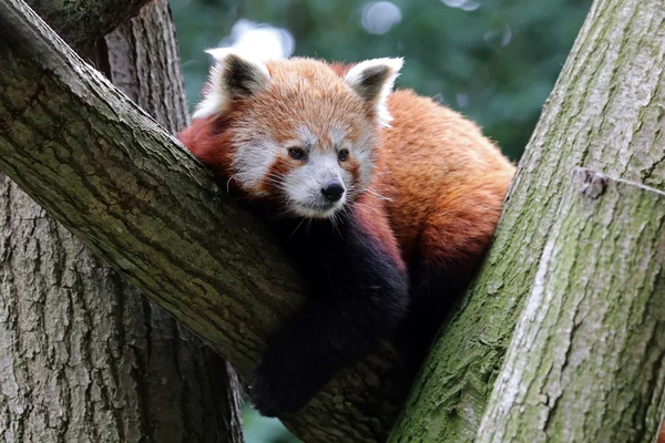 Panda vermelho na árvore — Fotografia de Stock