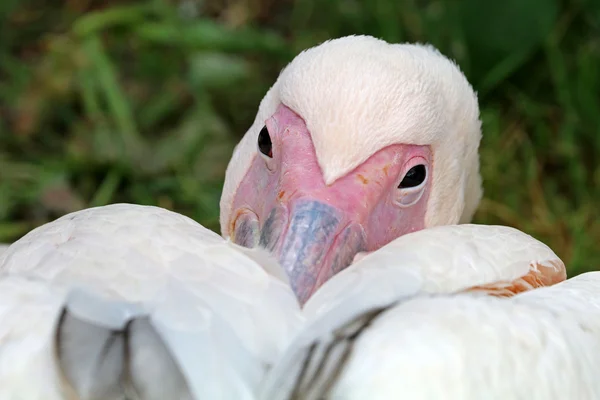 Pink pelican pták — Stock fotografie