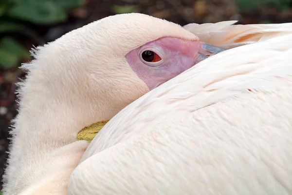 Rosa pelican fågel — Stockfoto