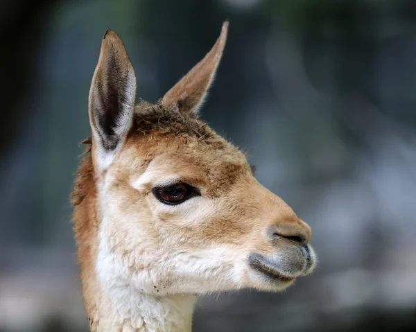 Zbliżenie na głowę Vicuna — Zdjęcie stockowe