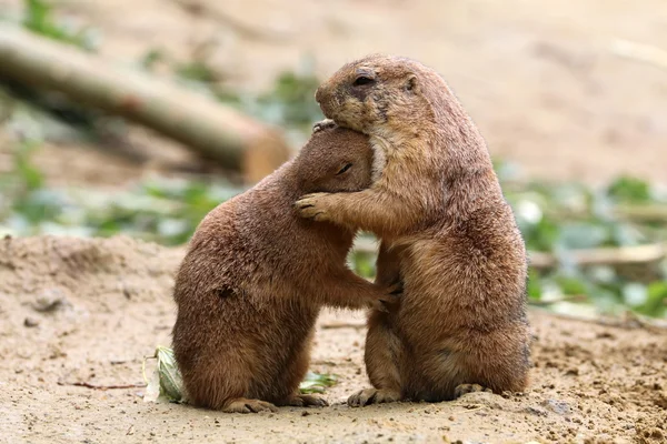 Prairie dogs in outdoor scene — Stock Photo, Image