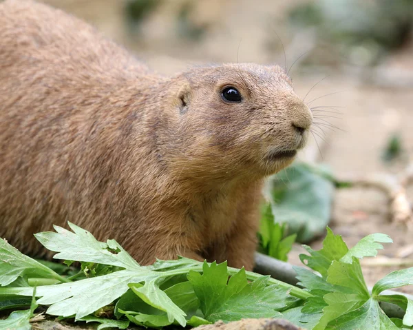 Prairie dog in outdoor scene — Stock Photo, Image