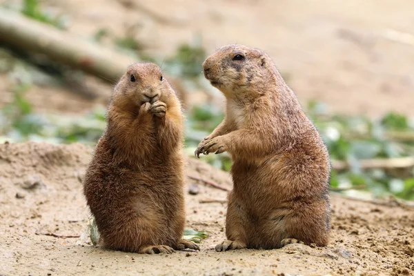 Prairie dogs in outdoor scene — Stock Photo, Image