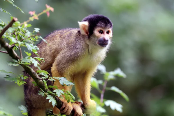 Squirrel monkey sitting on tree — Stock Photo, Image