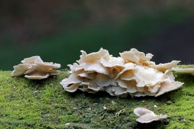 Ormanda ağaç üzerinde Mantarlar