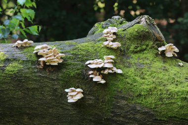 Ormanda ağaç üzerinde Mantarlar