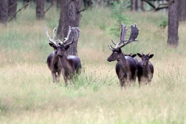 Ormandaki Karaca geyikler