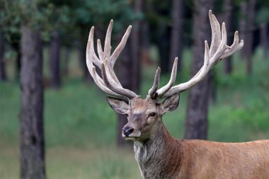 Ormanda kırmızı geyik 