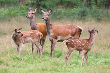 Ormandaki kırmızı geyikler 
