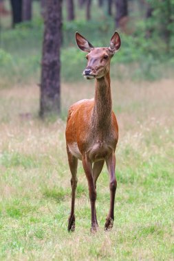 Red deer in forest  clipart