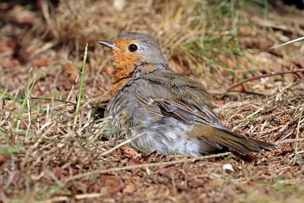 Robin bird lying on ground — Stock Photo, Image