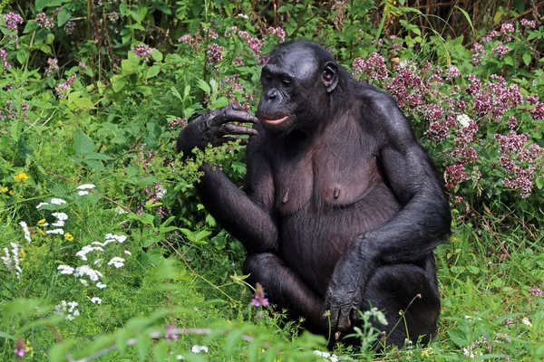 Opice bonobo, sedí na trávě — Stock fotografie