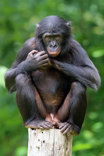 Bonobo auf Holzscheit — Stockfoto