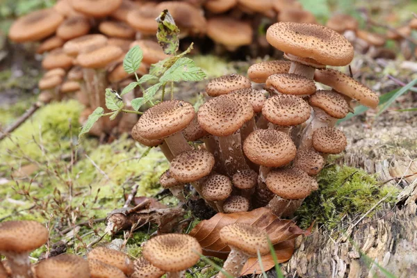 Mushrooms on tree in forest — Stock Photo, Image