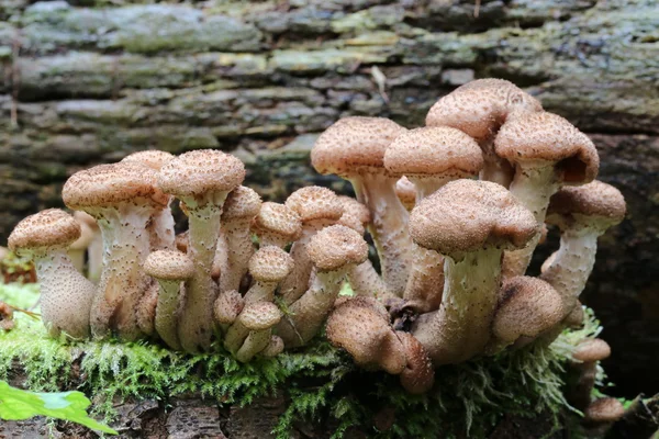 Setas en el árbol en el bosque — Foto de Stock