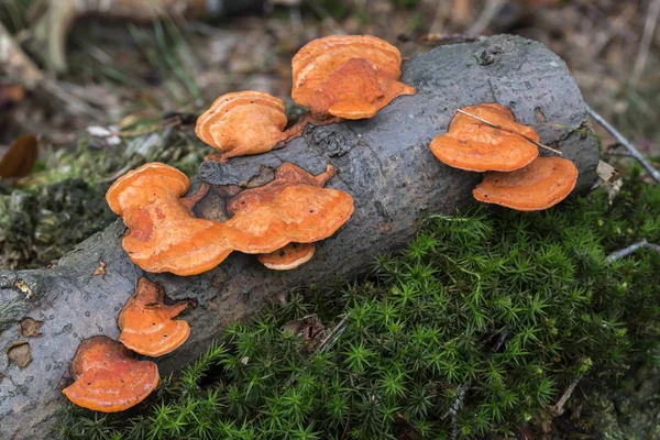 Mushrooms on tree in forest — Stock Photo, Image