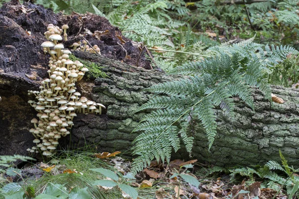 Cogumelos em árvore em floresta — Fotografia de Stock