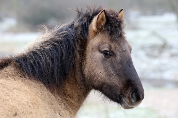 Konik horse head — Stock Photo, Image