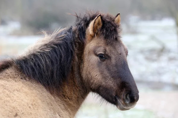 Konik horse head — Stock Photo, Image