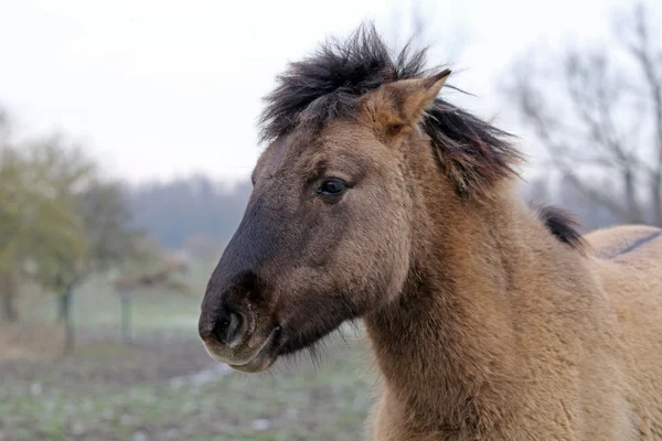 Konik 马头 — 图库照片