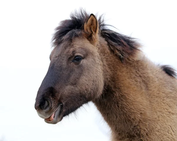 Konik horse head — Stock Photo, Image