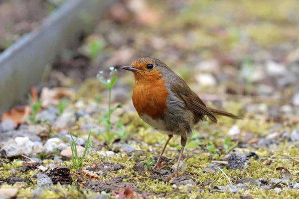 Robin buiten scène zangvogels — Stockfoto