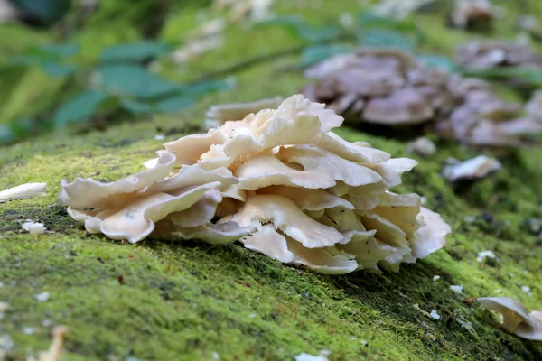 Mushrooms on the tree in forest — Stock Photo, Image