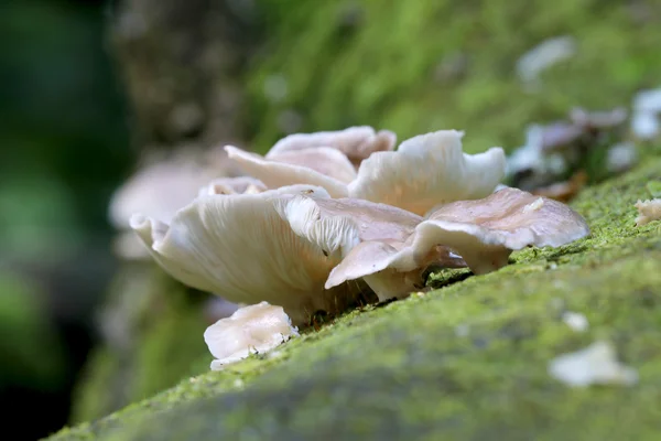 Mushrooms on the tree in forest — Stock Photo, Image