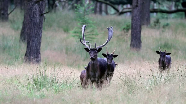 Roe herten in het bos — Stockfoto