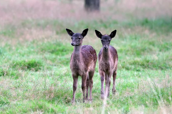 Roe herten in het bos — Stockfoto