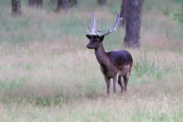 Roe deer in forest — Stock Photo, Image
