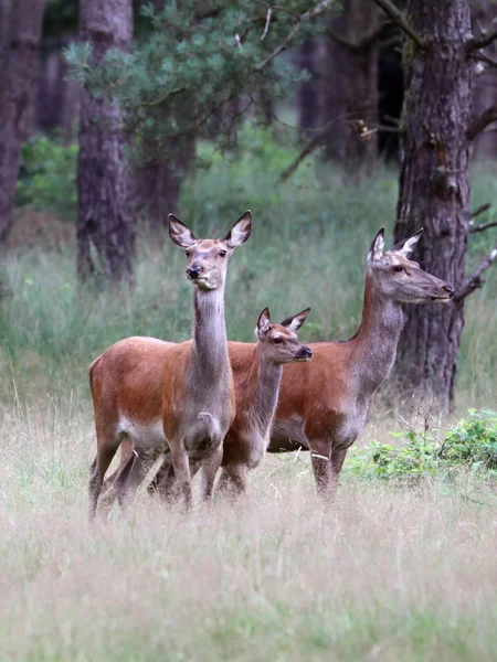 Kronhjortar i skogen — Stockfoto